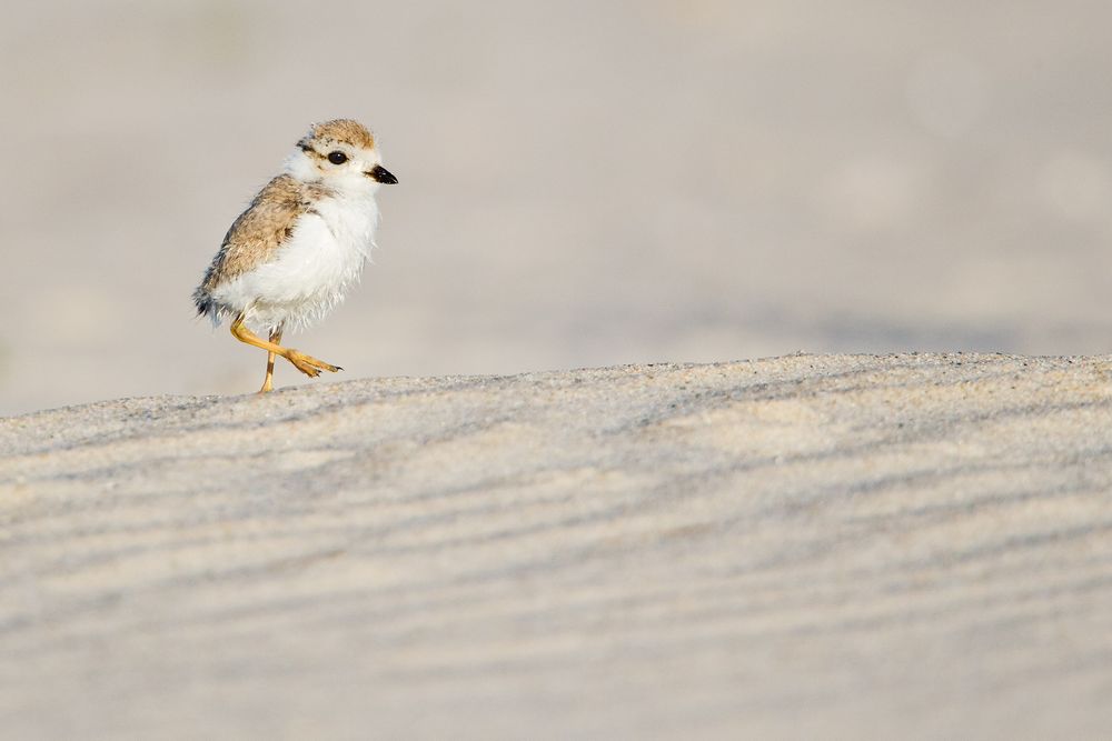 Piping-plover-chick-walking-in-the-sand_M7E8236-Nickerson-Beach,-NY.jpg
