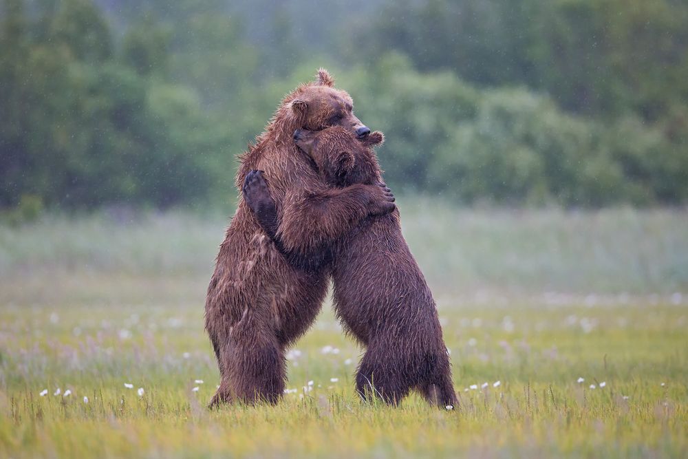 Coastal Brown Bears in traditional bear hug_W7C7533-Hallo Bay, Katmai NP, AK.jpg