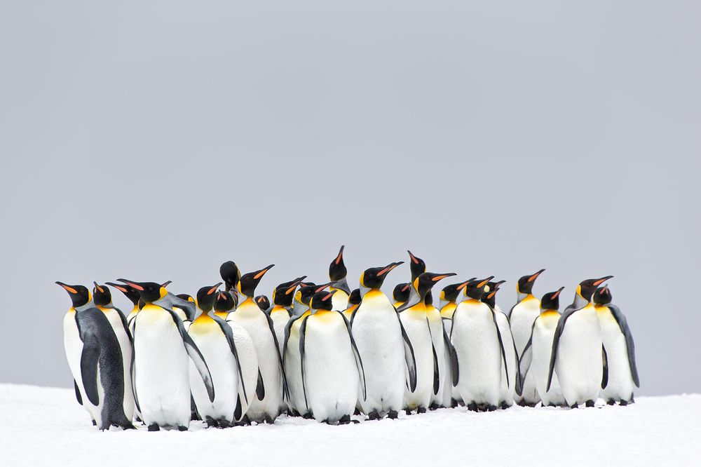 King-Penguin-group-standing-in-the-snow_E7T2597-Right-Whale-Bay,-South-Georgia-Islands.jpg