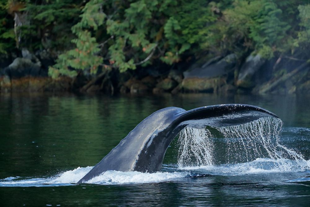 Humpback-whale-fluke-with-water_A3I1570-Gribbell-Island,-British-Columbia,-Canada.jpg