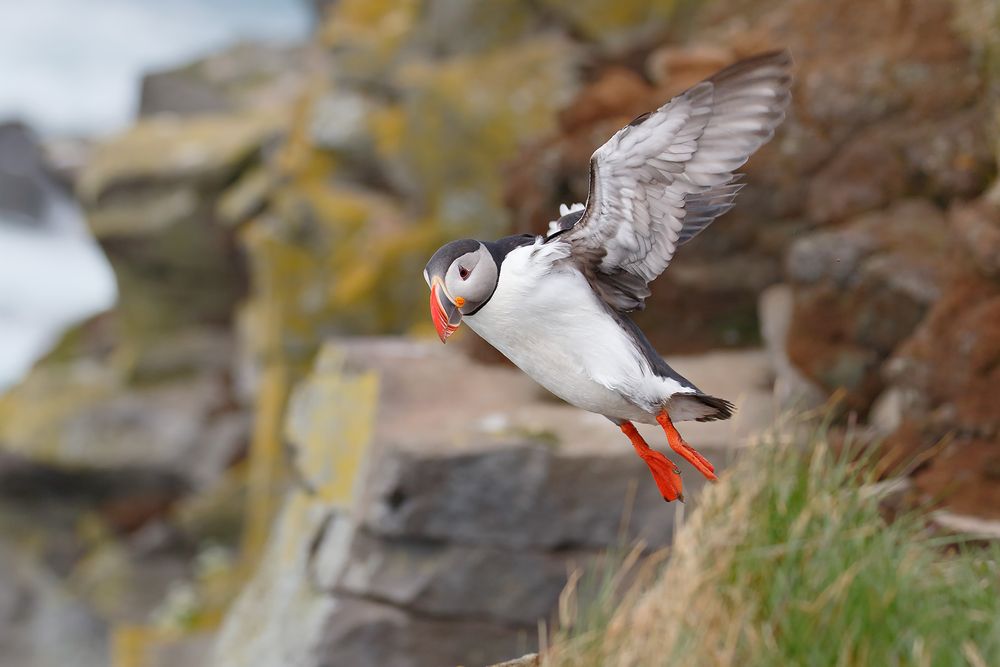 Atlantic-puffin-landing-sideways_44A3106-Latrabjarg,-West-Iceland.jpg