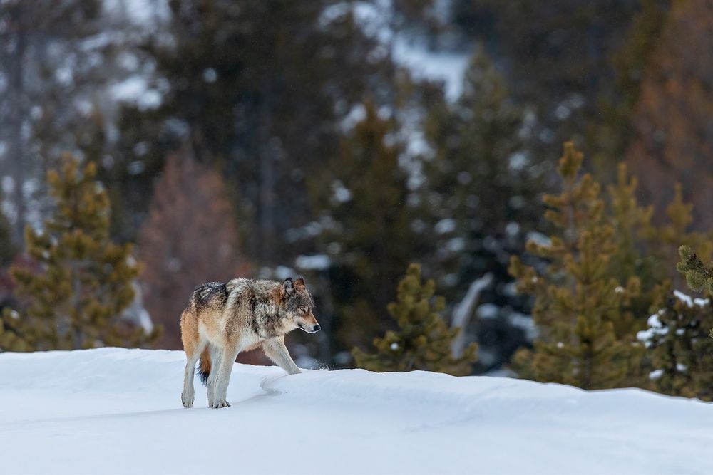 Wolf-crossing-the-road-in-snow_B8R6305-Yellowstone-National-Park,-WY,-USA.jpg