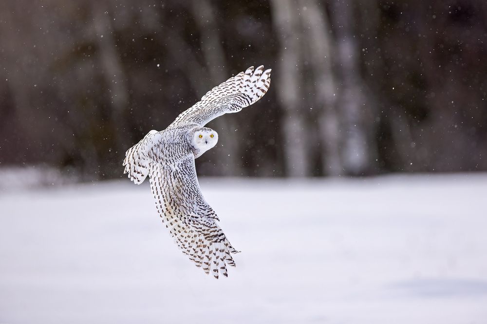 Snowy-owl-flying-against-tree-background_F0A7157.jpg