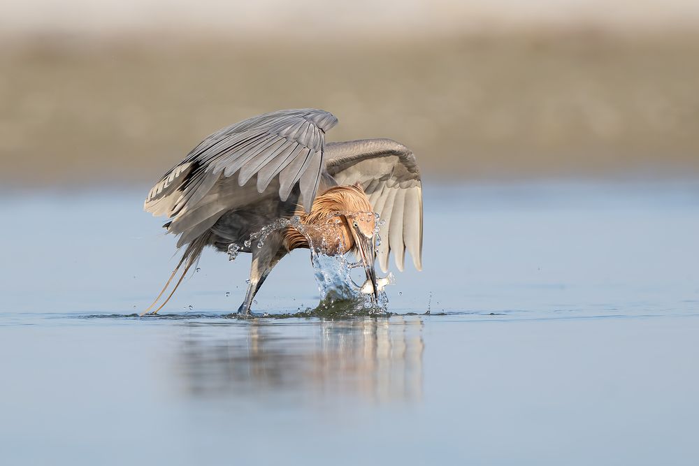 Reddish-egret-striking-a-fish_D8A7970-Fort-de-Soto,-FL,-USA.jpg