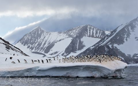 adelie-penguins-on-snow-ridge-with-mountain-bkgd-and-water_e7t5823-hope-bay-antarctica.jpg