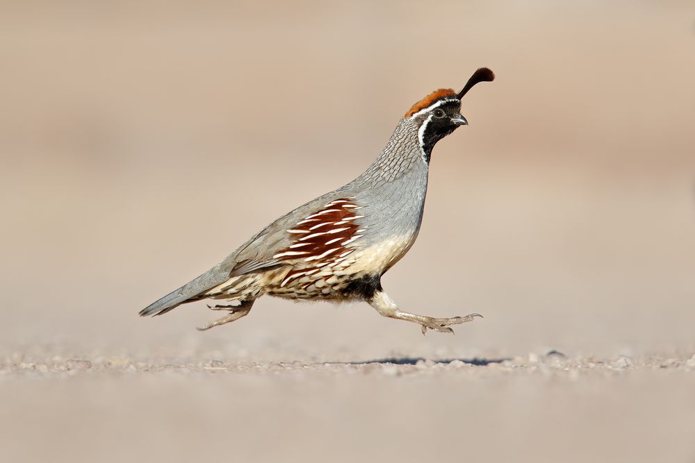 Gambels-Quail-with-both-feet-off-the-ground_44A0647-Bosque-del-Apache-NWR,-San-Antonio,-NM,-USAA.jpg