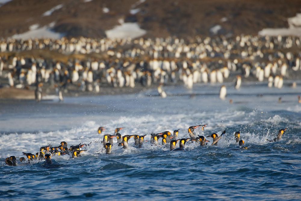 King-Penguins-swimming-in-front-of-beach_E7T2242-St-Andrews-Bay-entrance,-South-Georgia-Islands,-Southern-ocean.jpg
