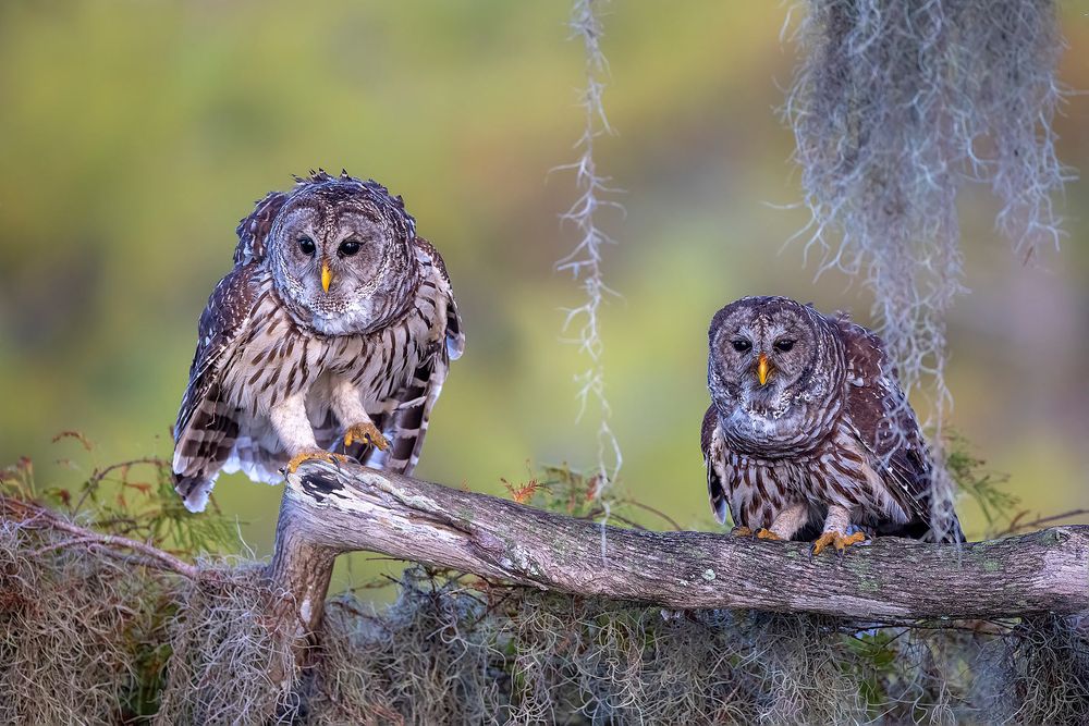 Barrel-owls-sitting-on-branch_F0A3962-Blue-Lake-Cypress,-FL,-USA.jpg
