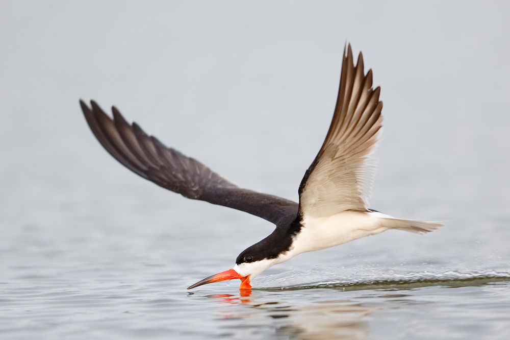 Black skimmer skimming through the water_B8R1587-Tigertail Beach, Marco Island, FL, USA.jpg