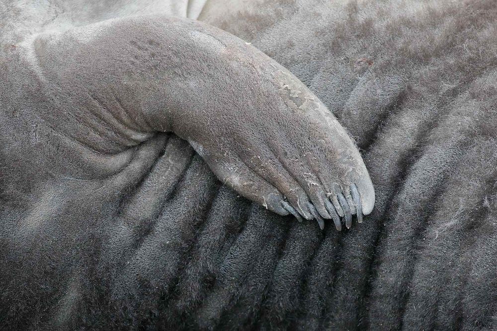 Southern-Elephant-seal-pup-flipper_B8R3629-Elsehul,-South-Georgia-Islands,-Southern-ocean.jpg