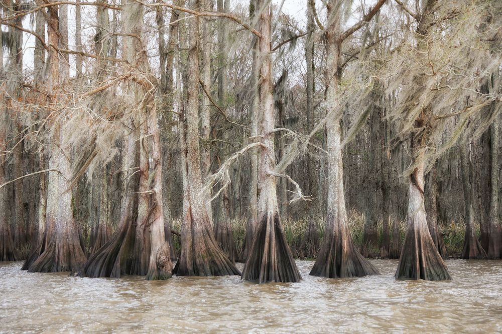 Cypress trees at the lake shore_E4A1865-Atchafalaya Basin, LA, USA.jpg