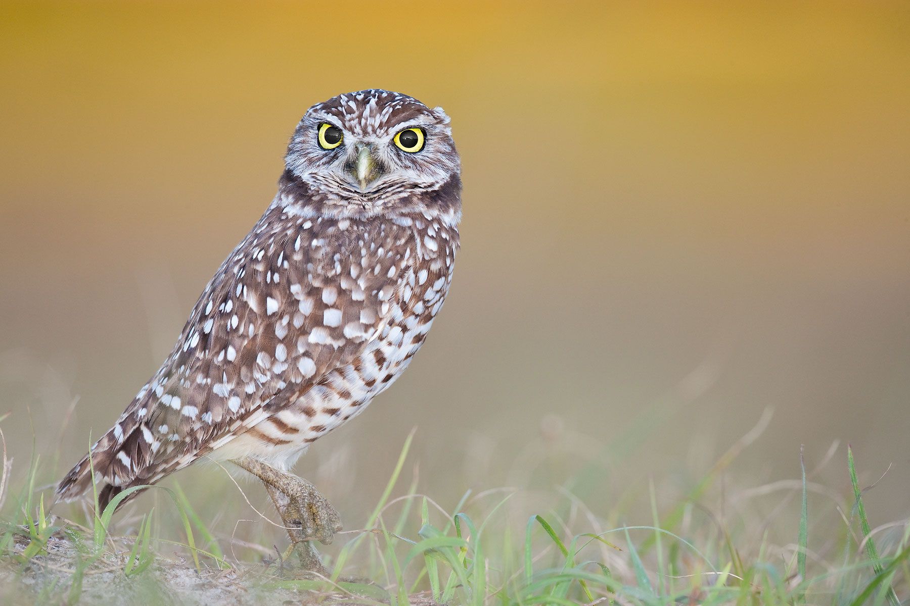 Burrowing-Owl-against-yellow-bkgd-02100405-Cape-Coral,-FL.jpg