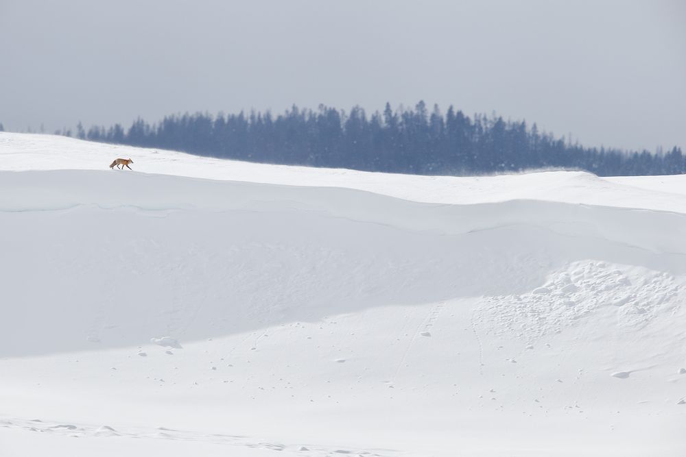Red-fox-walking-along-snow-ridge_B8R6432-Yellowstone-National-Park,-WY,-USA.jpg