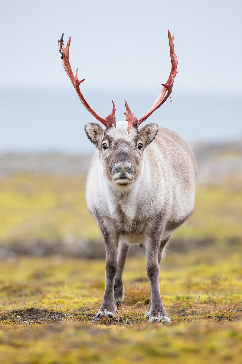 Raindeer-front-view_B8R5986-Alkhornet,-Svalbard,-Arctic.jpg