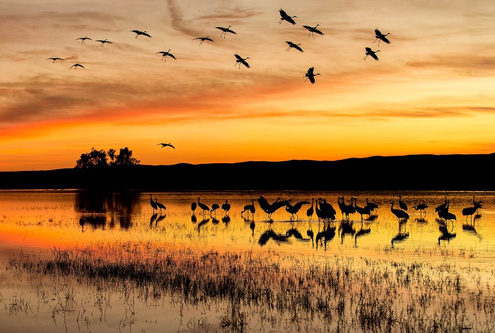 Sunset-at-the-crane-pool-with-landing-Sandhill-cranes_E7T4119-Bosque-del-Apache-NWR,-San-Antonio,-NM,-USA.jpg