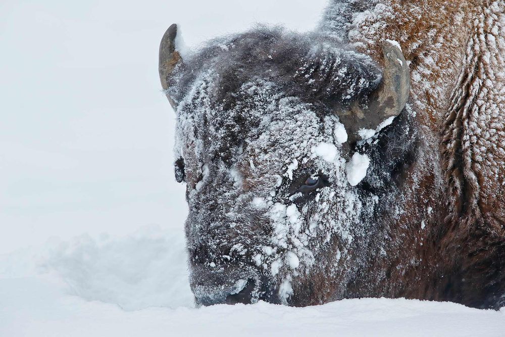 Bison-with-snow-and-ice-on-face_E7T4414-Lamar-Valley,-Yellowstone-National-Park,-WY,-USA.jpg