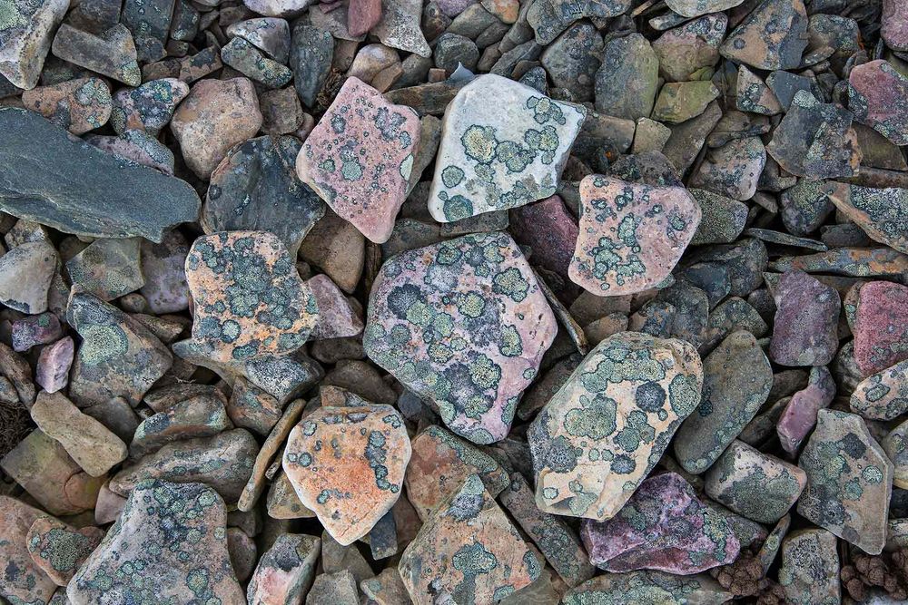 Color-stones-with-lichen_S6A2946-Murthsonfjorden,-Svalbard,-Arctic.jpg