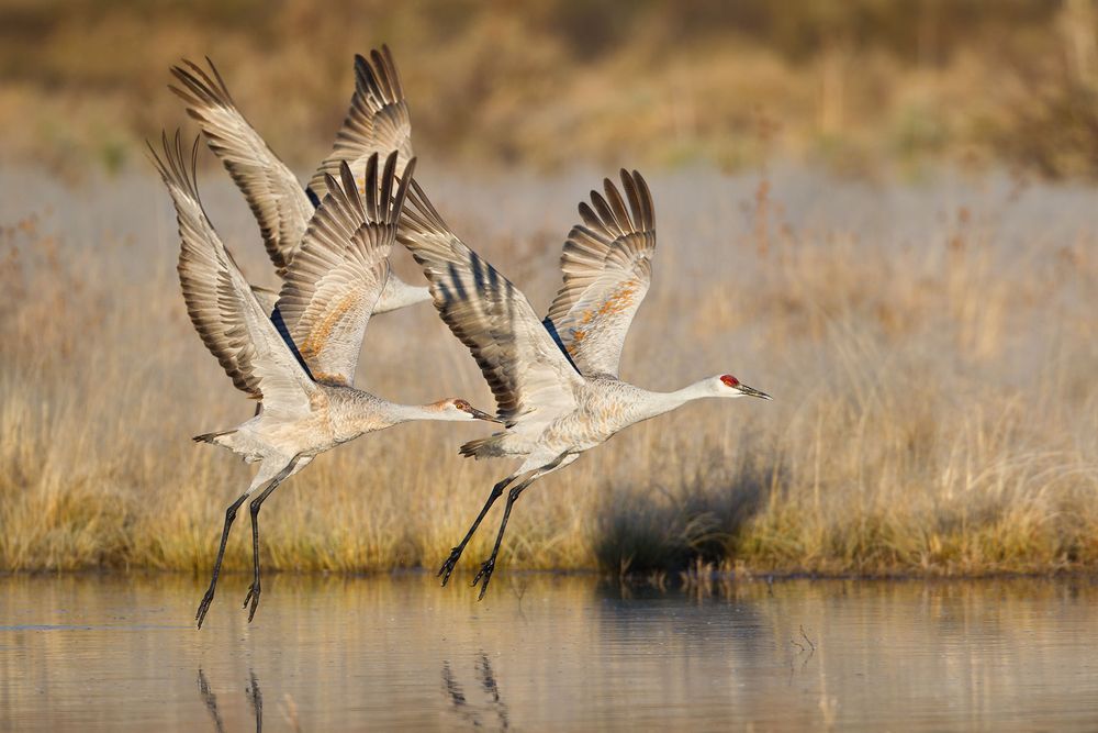 Sandhill-cranes-flying-in-sync_M7E4814-Bosque-del-Apache-NWR,-San-Antonio,-NM.jpg