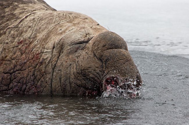 Elephant-Seal-bull-with-bloody-nose-in-stream_E7T3149-Right-Whale-Bay-South-Georgia-Islands.jpg