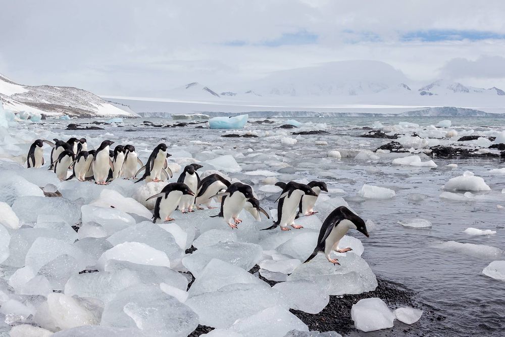 Adelie-penguins-lined-up-on-ice-blocks_E7T8159-Brown-Bluff,-Antarctica.jpg