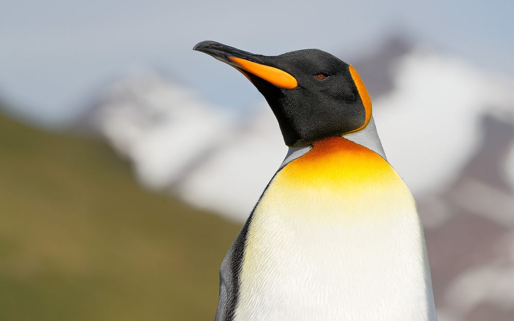 King penguins with mountain background_A3I5399-Salisbury Plain, Bay of Isles, South Georgia Island.jpg