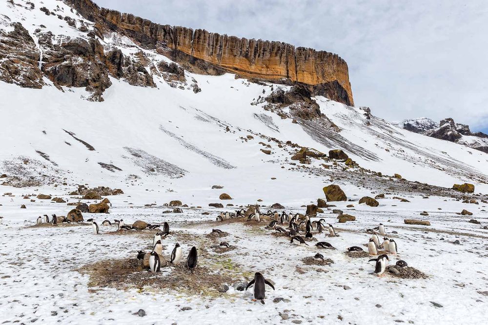 Gentoo-penguins-nesting-in-front-of-Brown-Bluff-vulcano_B8R7473-Brown-Bluff,-Antarctica.jpg