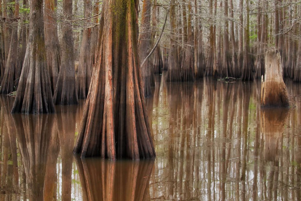 Cypress tree with reflections_A3I2607-Atchafalaya Basin, LA, USA.jpg