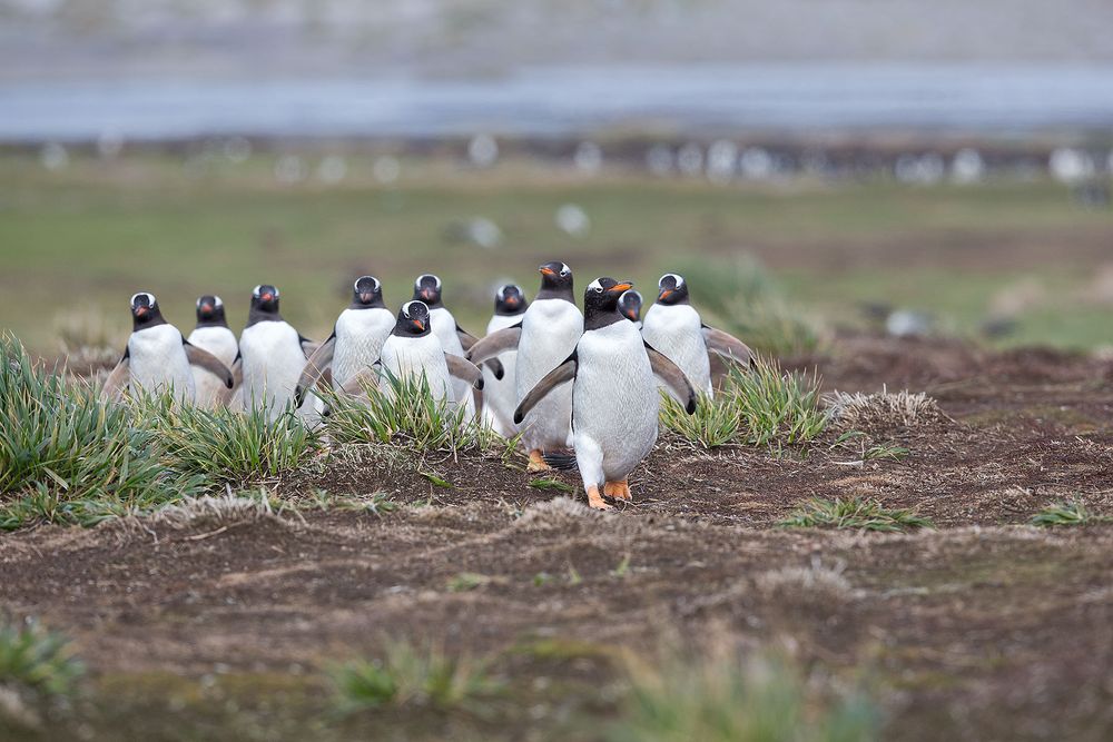 Gentoo-Penguins-on-their-way-to-the-colony_E7T4089-Sea-Lion-Island,-Falkland-Islands.jpg