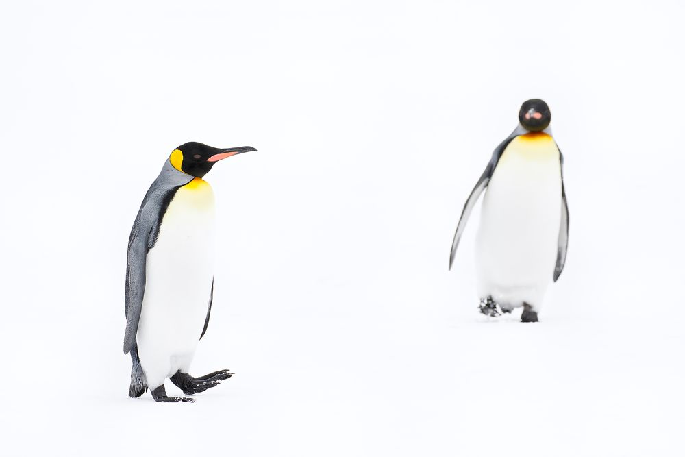 King-Penguins-walking-towards-each-other_44A6035-Fortuna-Bay,-South-Georgia-Islands,-Southern-ocean.jpg