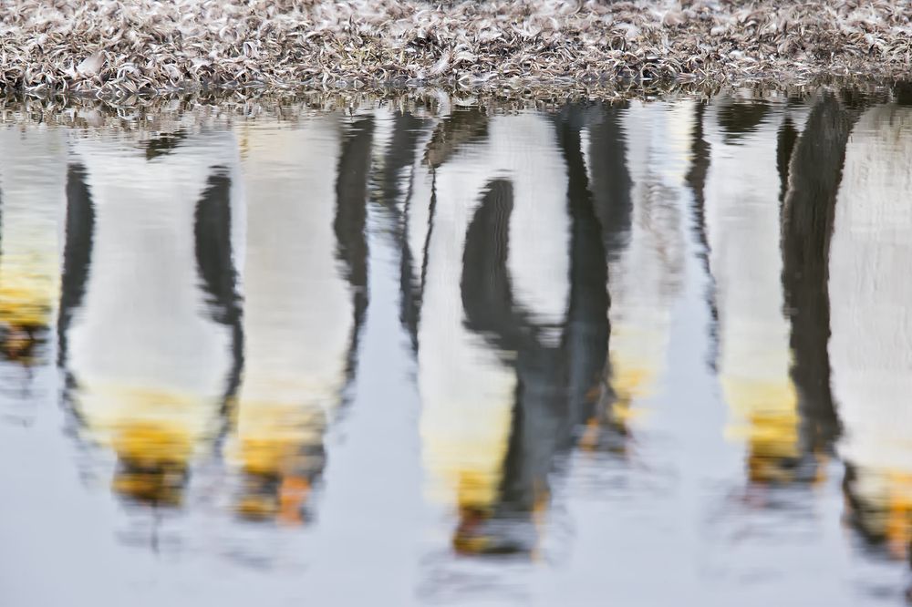 King-Penguin-reflections-in-the-water_E7T0807-St.jpg