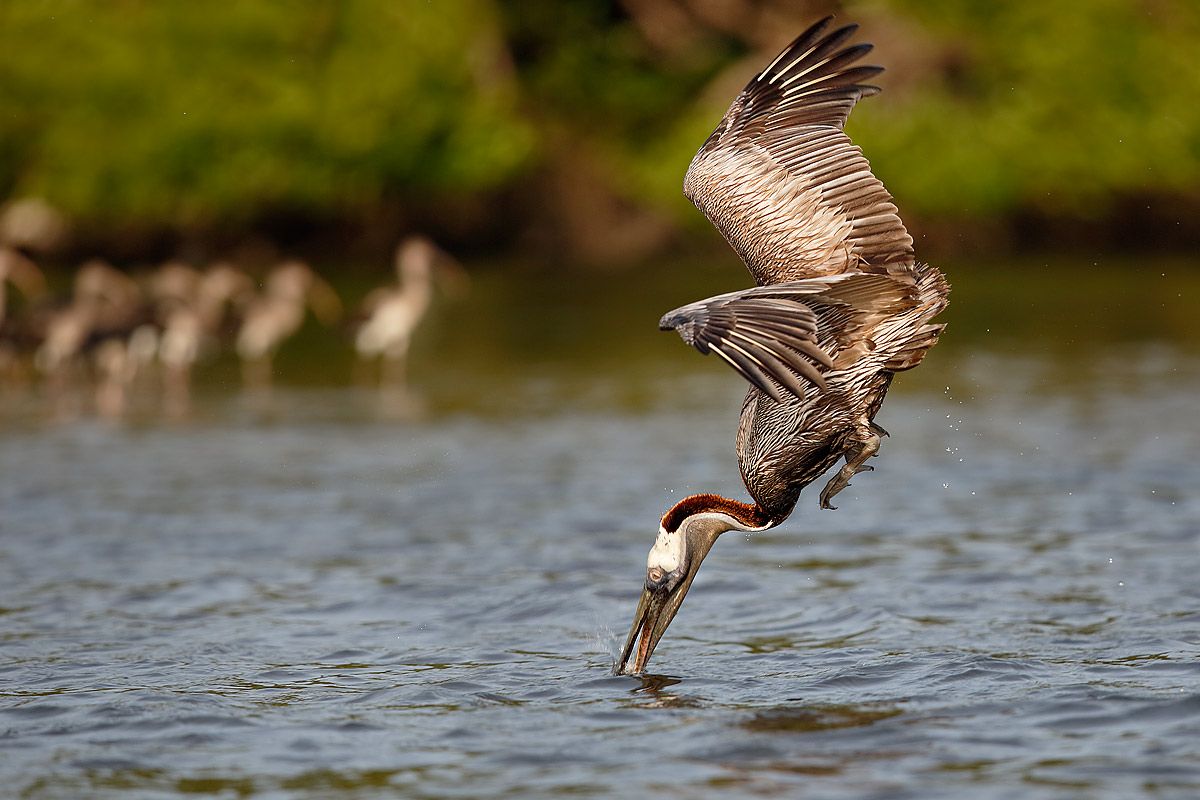 brown-pelican-breaching-the-water_b8r9655-alafia-banks-gibsonton-fl-usa.jpg
