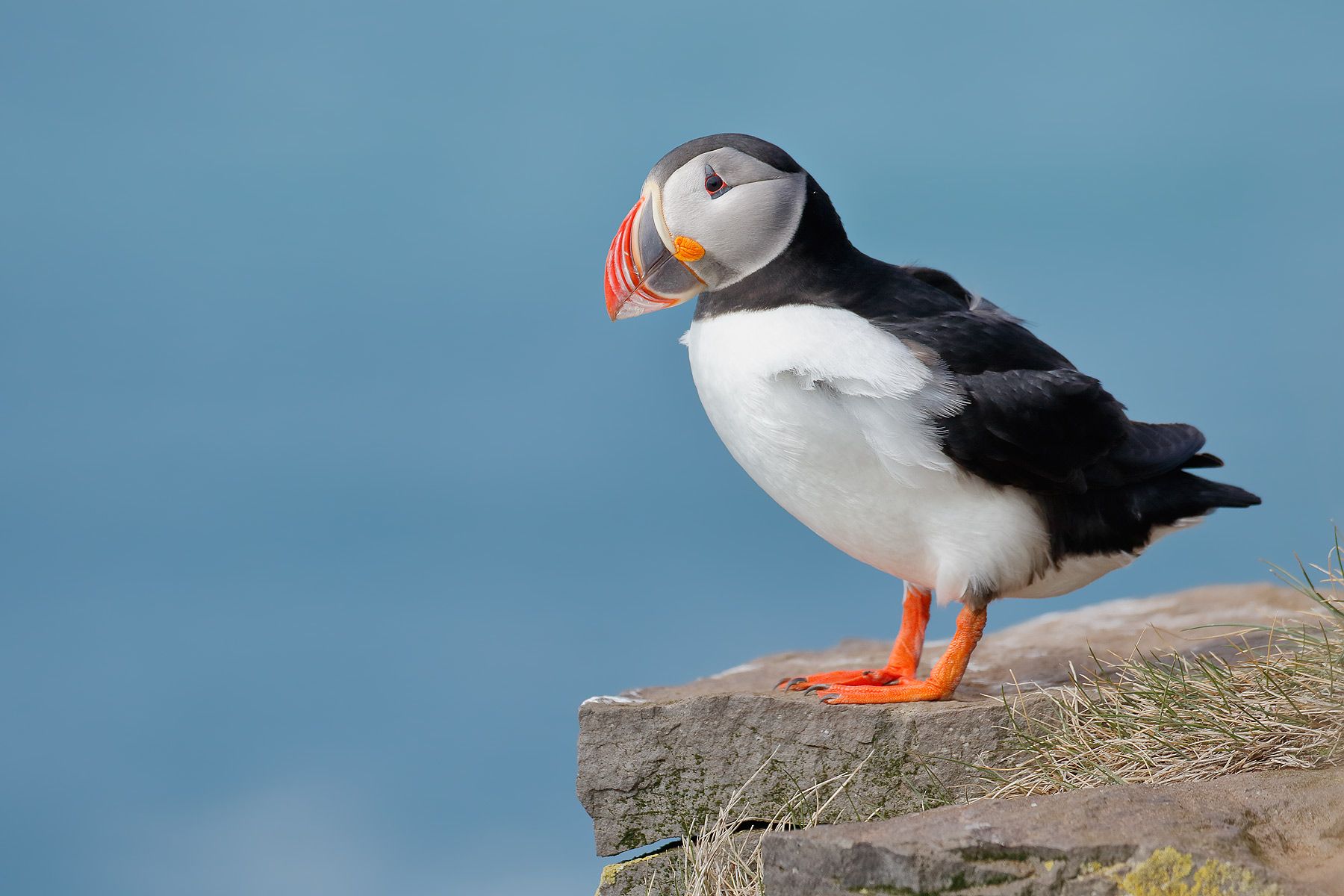 Atlantic-puffin-on-ridge-with-blue-water_44A2772-Latrabjarg,-West-Iceland.jpg
