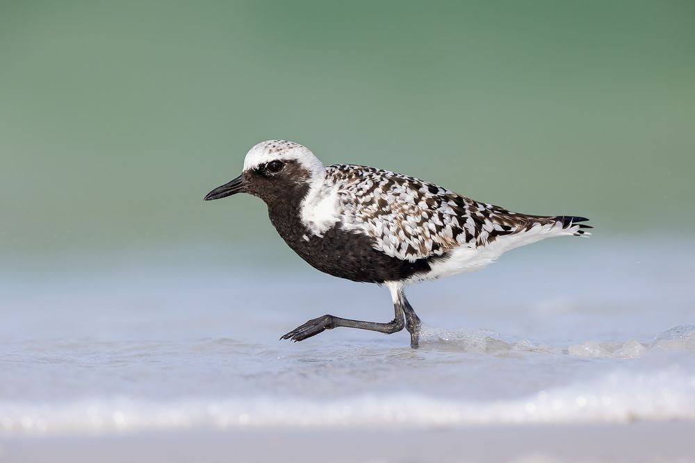 Black-bellied-plover-against-green-surf_F0A3579-Fort-de-Soto,-FL.jpg