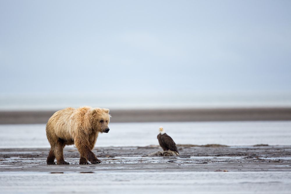 Coastal Brown Bear walking passed eagle on flats_W7C9172-Hallo Bay, Katmai NP, AK.jpg