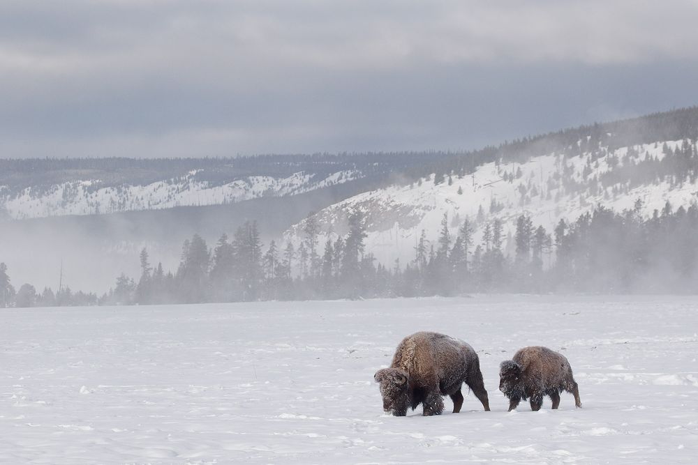 Bison-walking-in-snow-field_44A9689-Yellowstone-National-Park,-WY,-USA.jpg