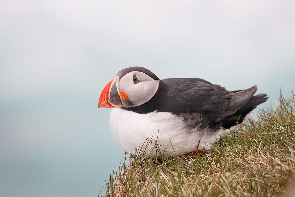 Atlantic-puffin-laying-in-the-grass_A3I3098-Latrabjarg,-West-Iceland.jpg