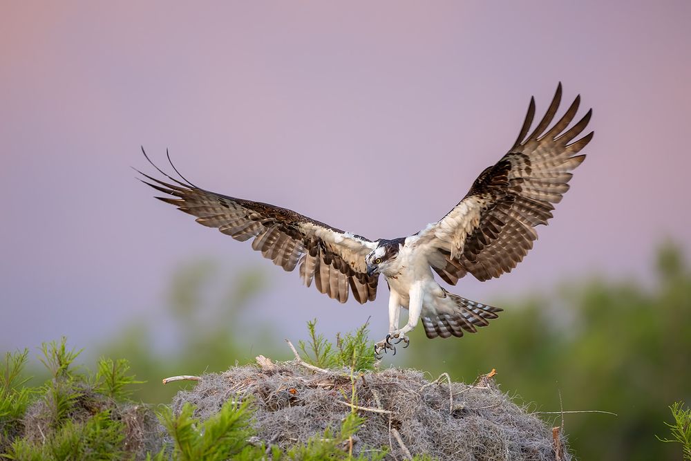 Osprey-landing-with-orange-color-in-sky_F7A8294-Blue-Lake-Cypress,-FL.jpg