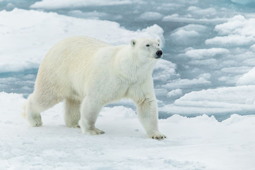 Polar-bear-walking-along-on-sea-ice_B8R5393-Sea-ice-at-82-degree-North,-Svalbard,-Arctic.jpg