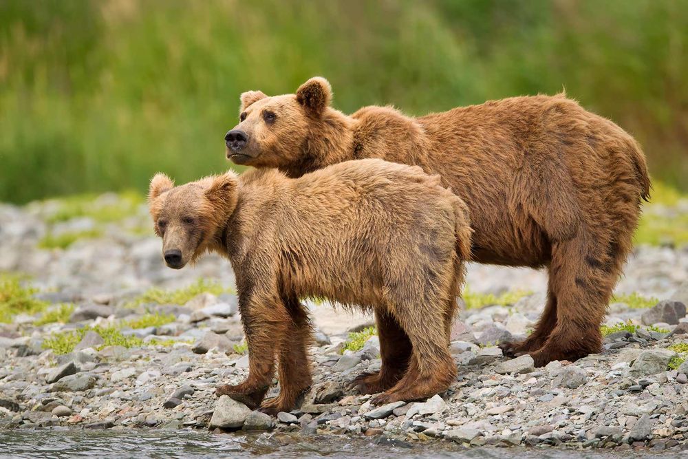 Brown-bear-and-cub-standing-along-riverbed_M7E0678-Geographic-Harbor,-Katmai-National-Park,-AK.jpg