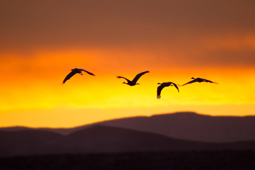 Sandhill-cranes-sunset-above-the-mountains-23101055-Bosque-del-Apache-NWR,-San-Antonio,-NM.jpg
