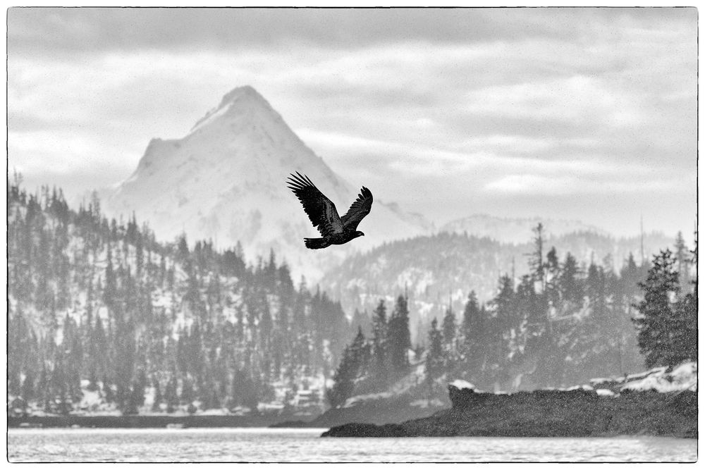 Bald eagle B&W scenic China Poot Mountaun-E07G6388-Kachemak Bay, Homer, AK.jpg