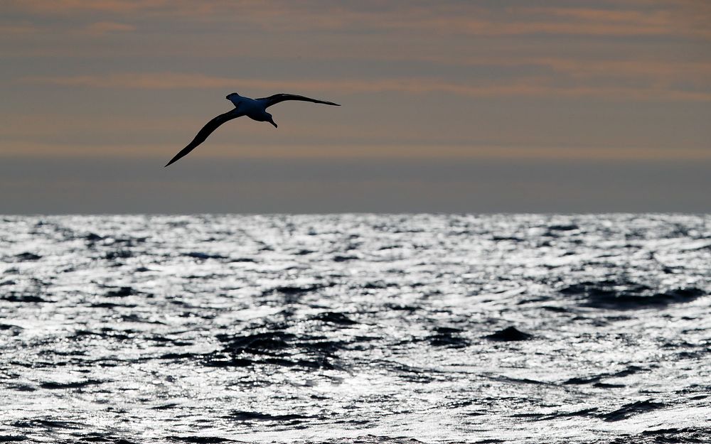 Wandering Albatros against sunlight_A3I5141-Scotia Sea, Southern Ocean.jpg