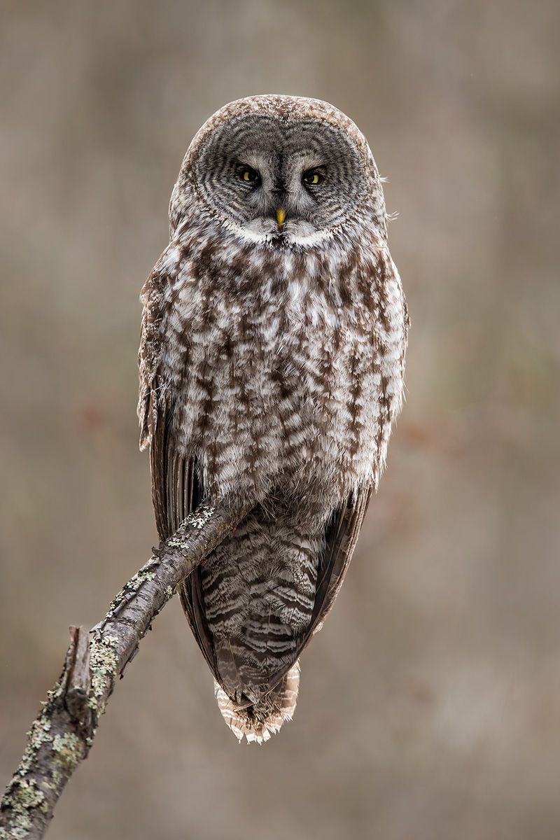 Great Gray Owl on branch_B8R8563-Kachemak Bay, Homer, AK.jpg