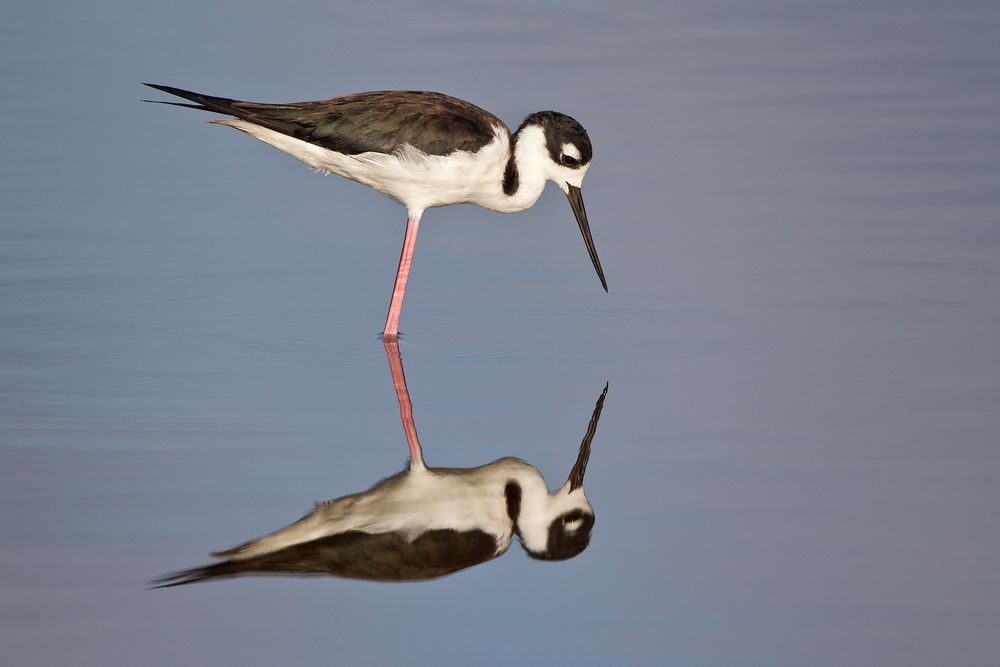 Black-necked-Stilt-looking-at-its-own-reflection_M7E5972-Eco-Pond,-Everglades-National-Park,-FL.jpg