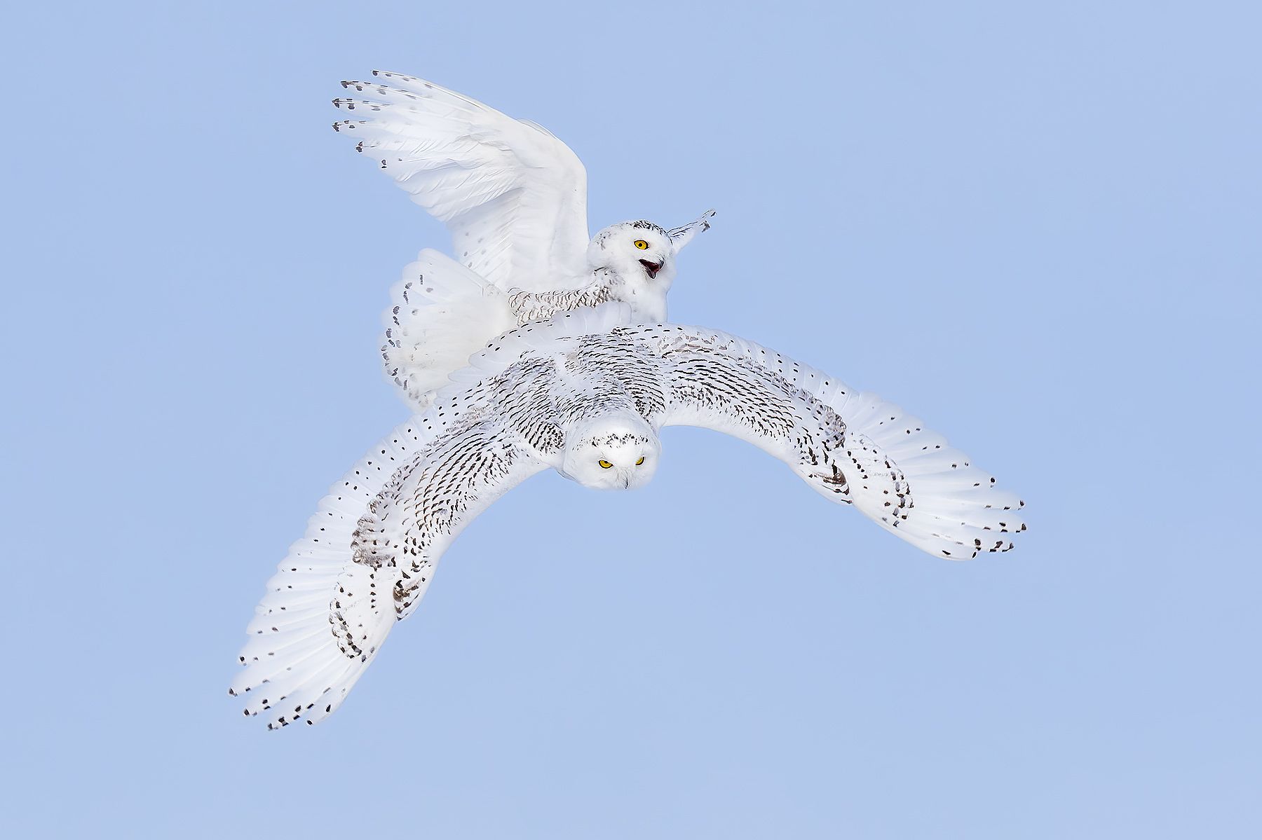 Snowy-owls-fighting-mid-air_F7A1848.jpg