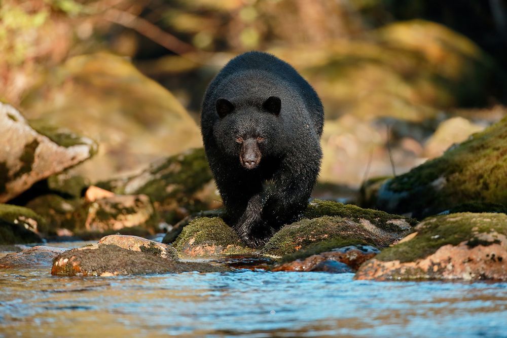 Black-bear-overlooking-the-river-for-fish_E7T4396-Gribbell-Island,-British-Columbia,-Canada.jpg