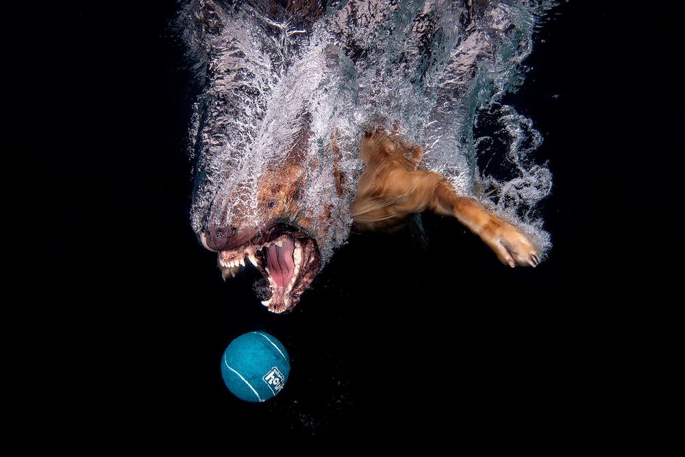 Zevon-diving-after-blue-ball-underwater_83A9619-Dover,-FL,-USA.jpg