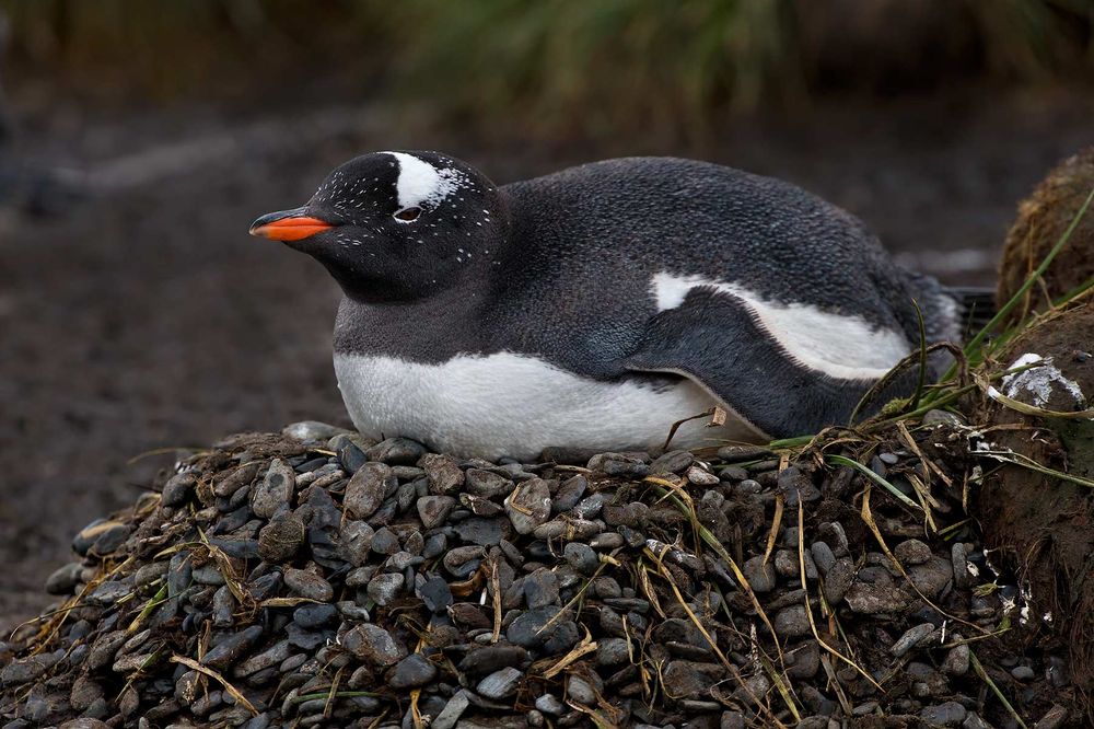 Gentoo-Penguin-and-a-nest-with-stones_B8R2704-King-Haakon-Bay,-South-Georgia-Islands.jpg