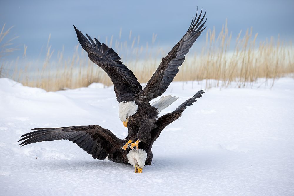 Bald eagles fighting in the snow_95I2993-Kachemak Bay, Kenai Peninsula, AK, USA.jpg
