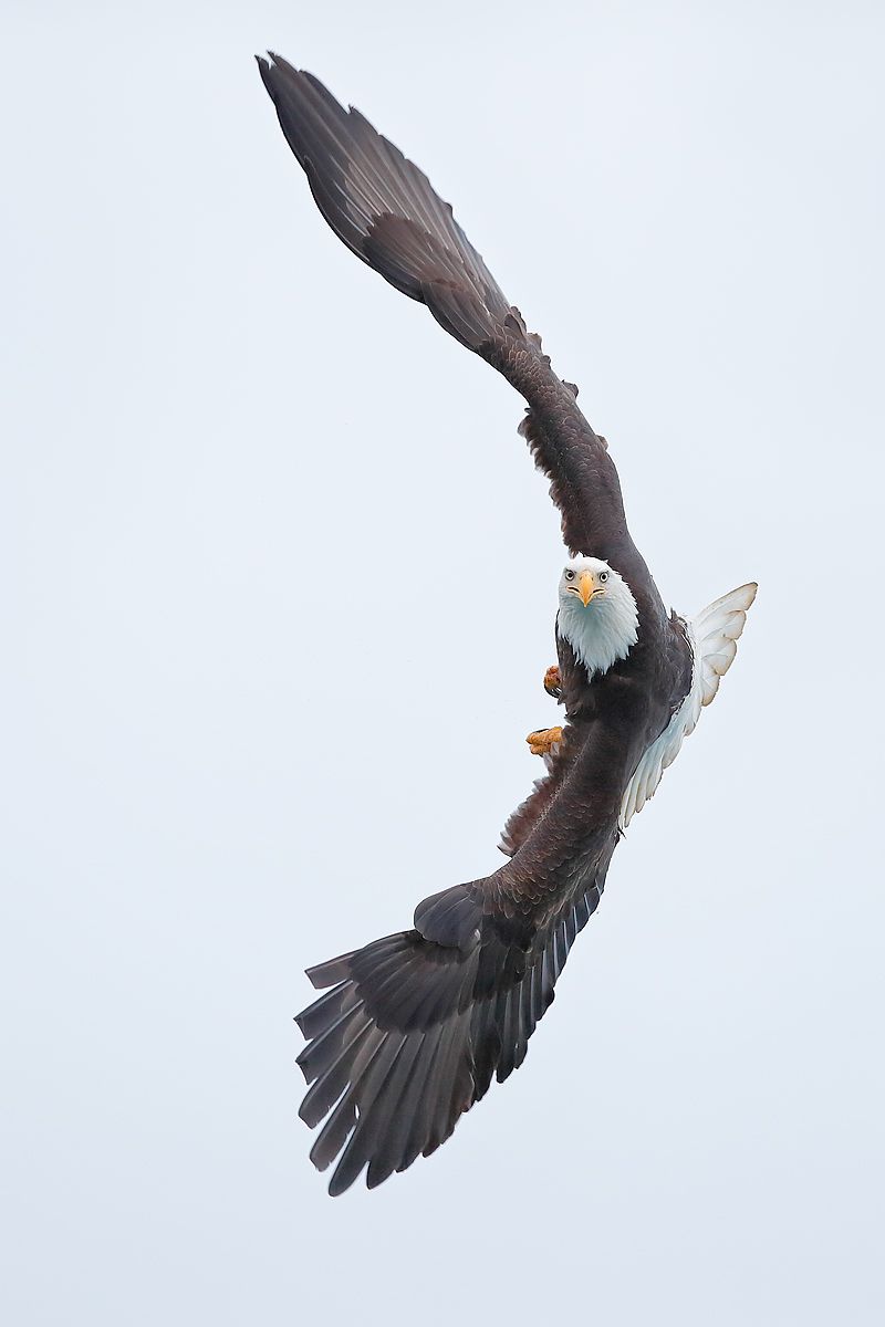 Bald-eagle-vertical-wings-curved_vert_B8R7242-Kachemak-Bay,-Homer,-Alaska,-USA.jpg